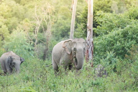 Asian elephants are the largest living land animals in Asia.Asian elephants are highly intelligent and self-aware.の写真素材