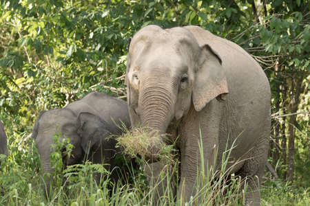 Asian elephants are the largest living land animals in Asia.Asian elephants are highly intelligent and self-aware.の写真素材