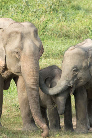 Asian elephants are the largest living land animals in Asia.Asian elephants are highly intelligent and self-aware.の写真素材