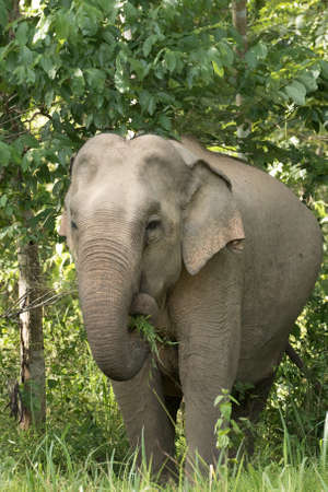 Asian elephants are the largest living land animals in Asia.Asian elephants are highly intelligent and self-aware.の写真素材