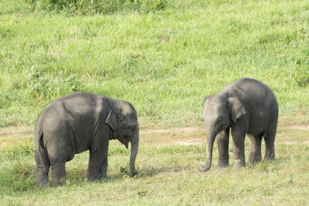 Asian elephants are the largest living land animals in Asia.Asian elephants are highly intelligent and self-aware.の写真素材