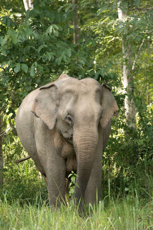 Asian elephants are the largest living land animals in Asia.Asian elephants are highly intelligent and self-aware.の写真素材