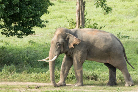 Asian elephants are the largest living land animals in Asia.Asian elephants are highly intelligent and self-aware.の写真素材