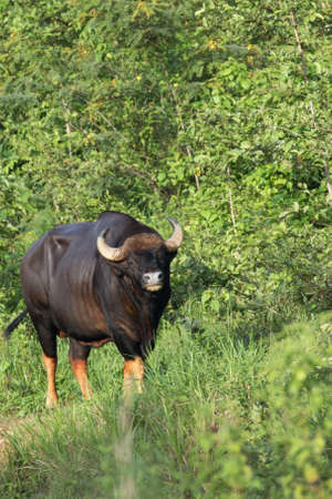 Guar is big body , black skin in old years,red skin in young years.Gaur historically occurred throughout mainland South and Southeast Asia.の写真素材