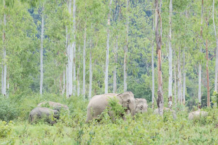 Asian elephants are the largest living land animals in Asia.Asian elephants are highly intelligent and self-aware.の写真素材