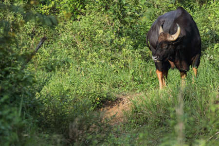 Guar is big body , black skin in old years,red skin in young years.Gaur historically occurred throughout mainland South and Southeast Asia.の写真素材