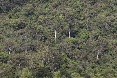top view of forest in thailand and blue sky.