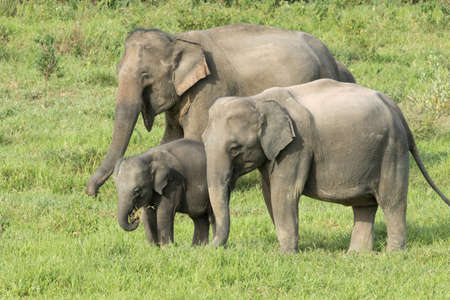 Asian elephants are the largest living land animals in Asia.Asian elephants are highly intelligent and self-aware.の写真素材