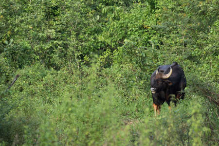 Guar is big body , black skin in old years,red skin in young years.Gaur historically occurred throughout mainland South and Southeast Asia.の写真素材