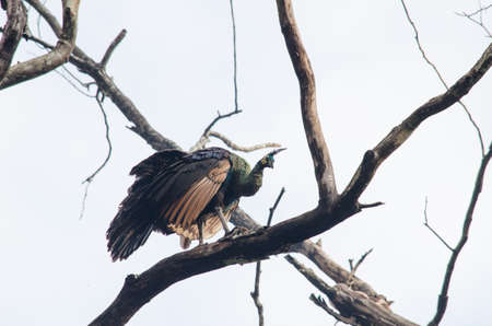 Green peafowl are large birds, amongst the largest living galliforms in terms of overall size