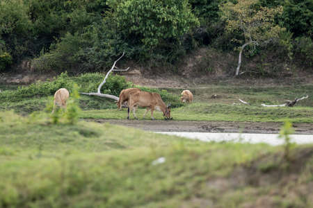 cows is eatting grass and walk around the lake . Its has many colour such as orange white brown black .の写真素材
