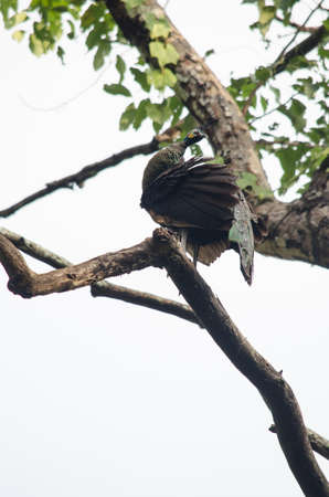 Green peafowl are large birds, amongst the largest living galliforms in terms of overall sizeの写真素材