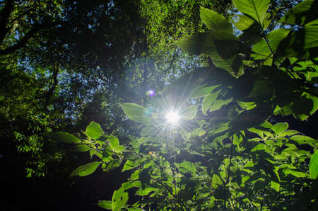 In the day have light is bright in to the forest . it pass gaps on the tree. so it is beautiful and i can see fresh green leaf.の写真素材
