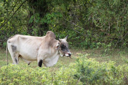 cows is eatting grass and walk around the lake . Its has many colour such as orange white brown black .の写真素材