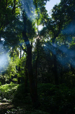In the day have light is bright in to the forest . it pass gaps on the tree. so it is beautiful and i can see fresh green leaf.の写真素材