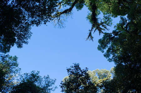 In the day have light is bright in to the forest . it pass gaps on the tree. so it is beautiful and i can see fresh green leaf.の写真素材