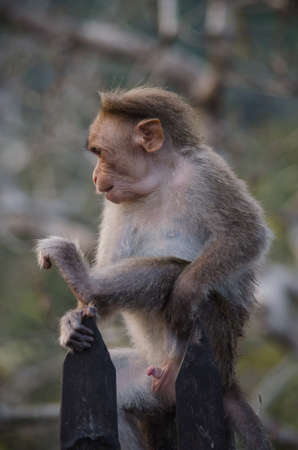 monkey is climbing on the tree