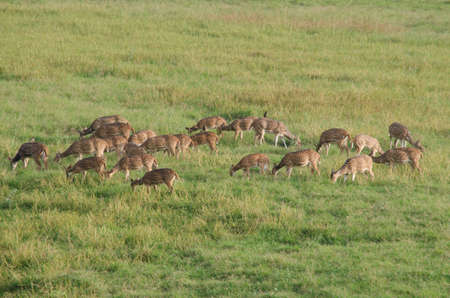 is a species of deer that is native in the Indian subcontinentの写真素材