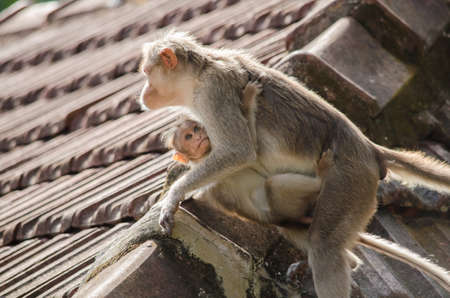monkey is climbing on the rooftop