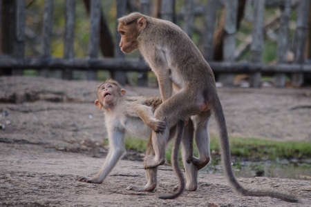 monkeys are matingの写真素材