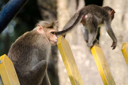 monky is climbing on the tree for eat friut in forest