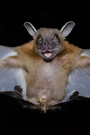 Greater Shortnosed Fruit Bat are sleeping in the cave hanging on the ceiling period midday