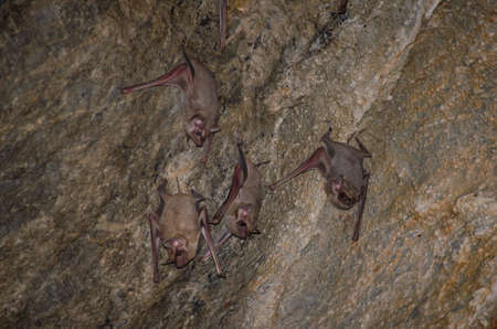 Long-winged Tomb Bat   are sleeping in the cave hanging on the ceiling period middayの写真素材