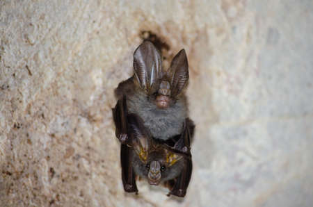 Esser false vampire bat  are sleeping in the cave hanging on the ceiling period middayの写真素材