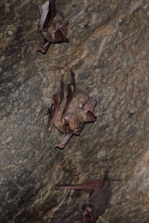 Long-winged Tomb Bat   are sleeping in the cave hanging on the ceiling period middayの写真素材