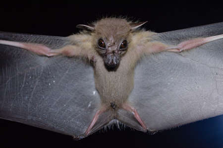 Greater Shortnosed Fruit Bat are sleeping in the cave hanging on the ceiling period middayの写真素材
