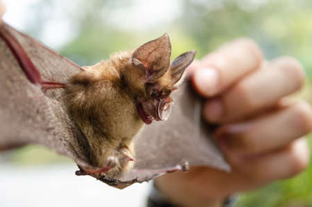 Blyth's Horseshoe Bat  are sleeping in the cave hanging on the ceiling period middayの写真素材