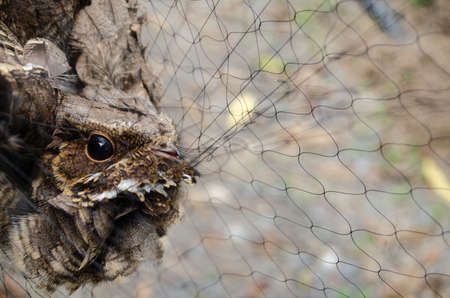nightjar is found along the southern Himalayan foothill, eastern South Asia, Southeast Asia and nortern Austarliaの写真素材