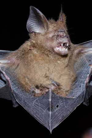 Intermediate Leaf-nosed Bat  are sleeping in the cave hanging on the ceiling period middayの写真素材