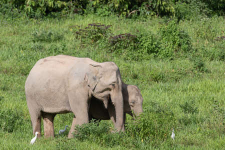 Asian elephants are the largest living land animals in Asia.Asian elephants are highly intelligent and self-aware.の写真素材