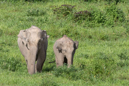 Asian elephants are the largest living land animals in Asia.Asian elephants are highly intelligent and self-aware.の写真素材
