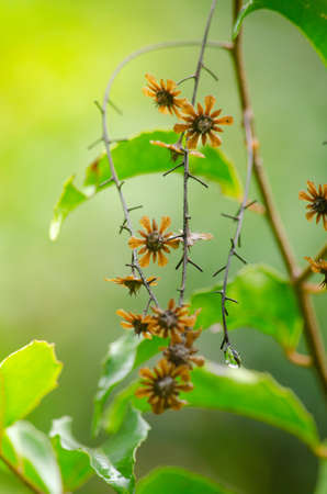 landscape nature have green plant and tree at rain forest mountain .its good place for outdoor travel on vacation or holidays in thailand.の写真素材