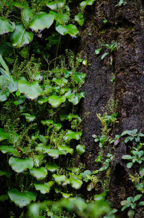 landscape nature have green plant and tree at rain forest mountain .its good place for outdoor...