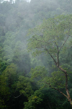 landscape nature have green plant and tree at rain forest mountain .its good place for outdoor...