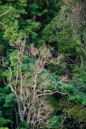 landscape nature have green plant and tree at rain forest mountain .its good place for outdoor...