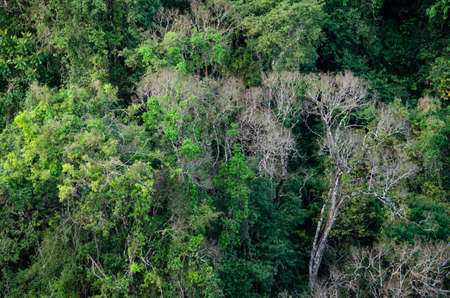 landscape nature have green plant and tree at rain forest mountain .its good place for outdoor...