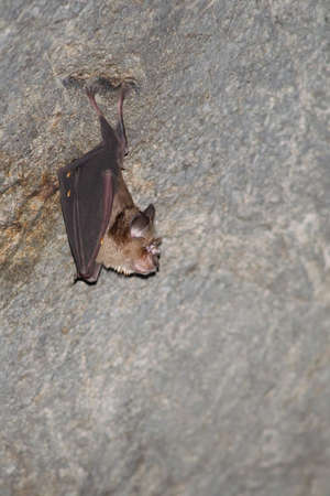 esser false vampire bat  are sleeping in the cave hanging on the ceiling period middayの写真素材