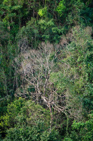 landscape nature have green plant and tree at rain forest mountain .its good place for outdoor travel on vacation or holidays in thailand.の写真素材