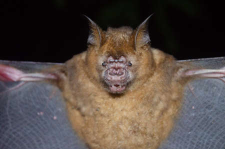 esser false vampire bat  are sleeping in the cave hanging on the ceiling period middayの写真素材