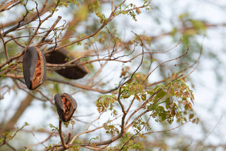 black rosewood is tree specie of Thailand. it is dominant tree in forest .After tree had older seed...