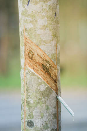 para rubber tree  have change of  leaf  in dry seson of thailand. Para rubber tree make milk rubber for rubber industry . It is product about rubber such as rubber glove , tire of cycle.の写真素材