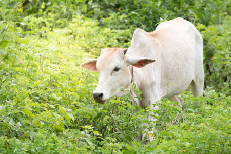 cow is on the grassland and  it is a bee in food industryの写真素材
