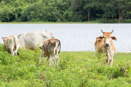 cow is on the grassland and  it is a bee in food industryの写真素材