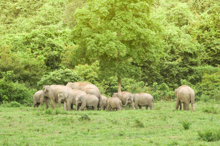 Asian elephants are the largest living land animals in Asia .Asian elephants are highly intelligent and self-aware.の写真素材