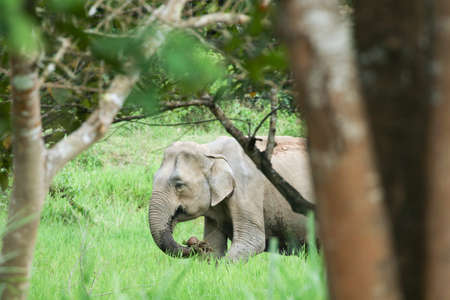 Asian elephants are the largest living land animals in Asia .Asian elephants are highly intelligent and self-aware.の写真素材