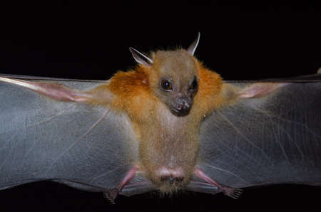 Greater Shortnosed Fruit Bat are sleeping in the cave hanging on the ceiling period middayの写真素材
